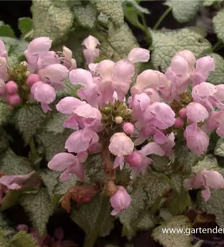 Lamium maculatum 'Pink Pewter'