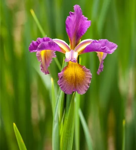 Iris spuria