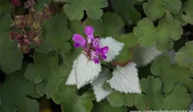 Gefleckte Taubnessel