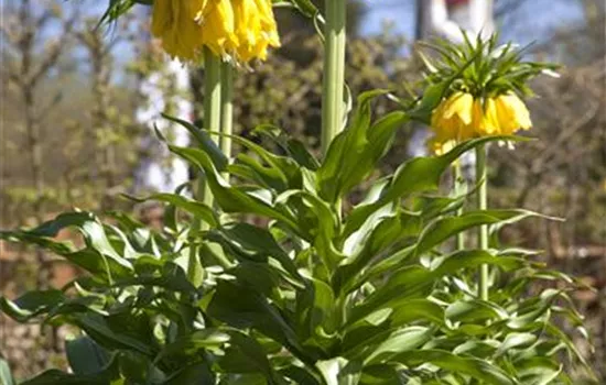Kaiserkrone 'Lutea' - Blumenzwiebel