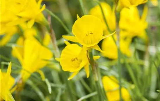 Narzisse 'Golden Bells' - 5 Blumenzwiebeln