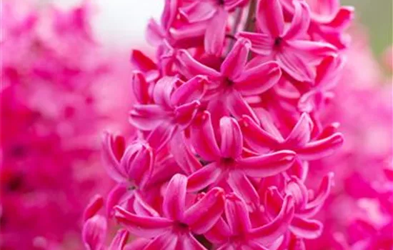 Hyazinthe 'Jan Bos' - 5 Blumenzwiebeln