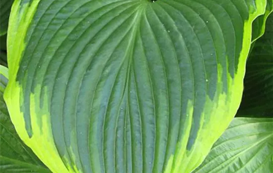 Funkie 'Flavocircinalis'