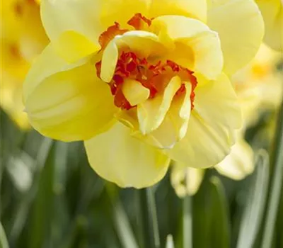 Edelnarzisse 'Tahiti'