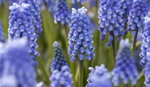 Traubenhyazinthe 'Blue Magic'