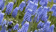 Traubenhyazinthe 'Blue Magic'