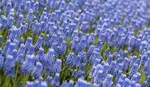 Traubenhyazinthe 'Blue Magic'