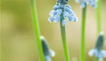 Traubenhyazinthe 'Blue Magic'