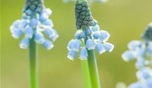 Traubenhyazinthe 'Blue Magic'