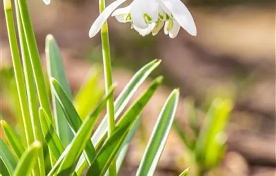 Schneeglöckchen - 10 Blumenzwiebeln