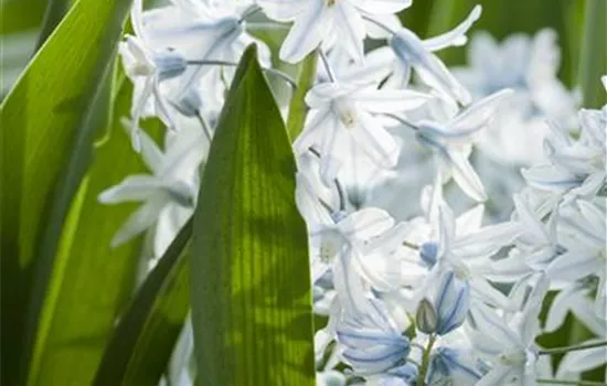 Apollo-Scheinhyazinthe - 10 Blumenzwiebeln