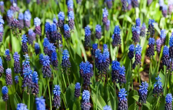 Breitblättrige Traubenhyazinthe - 10 Blumenzwiebeln