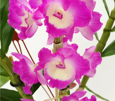 Dendrobium nobile rosa - weiß