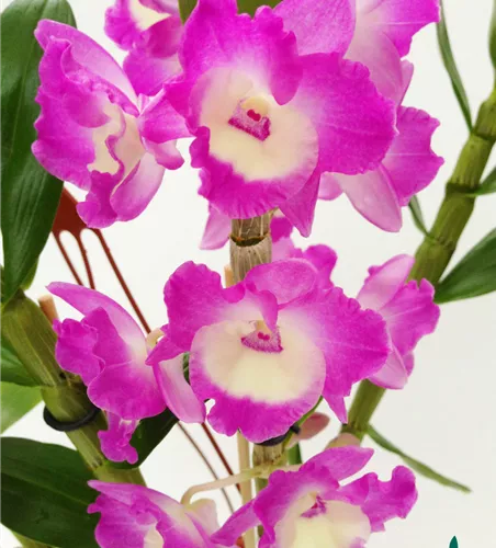 Dendrobium nobile rosa - weiß