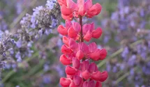 Lupinus polyphyllus 'Red Rum'®