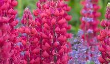 Lupinus polyphyllus 'Red Rum'®