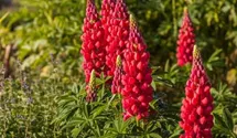 Lupinus polyphyllus 'Red Rum'®