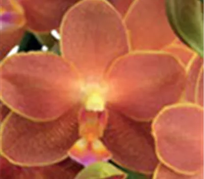 Phalaenopsis Belladoro - Jungpflanze