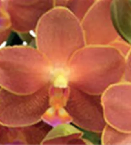 Phalaenopsis Belladoro - Jungpflanze