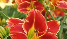 Hemerocallis x cult.'Fire and Fog'