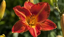 Hemerocallis x cult.'Fire and Fog'