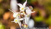 Epimedium grandiflorum, weiß