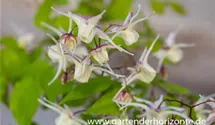 Epimedium grandiflorum, weiß