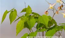 Epimedium grandiflorum, weiß