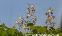 Epimedium grandiflorum, weiß