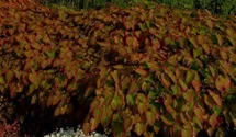 Epimedium x perralchicum 'Frohnleiten'