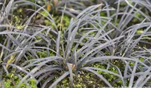 Ophiopogon planiscapus 'Black Dragon'