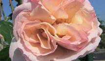 Rosa 'Herkules'®