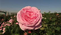 Rosa 'Rosengräfin Marie Henriette'®