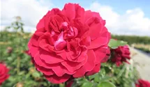 Rosa 'Bellevue'®