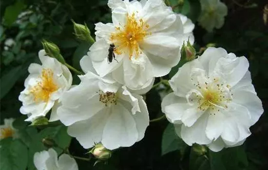 Kletterrose 'Bobby James'