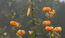 Lilium henryi
