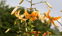 Lilium henryi
