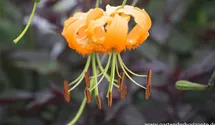 Lilium henryi