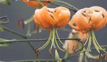 Lilium henryi
