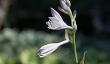 Hosta x cult.'Neptune' -R-