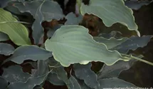 Hosta x cult.'Neptune' -R-