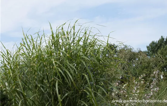 Garten-Chinaschilf 'Giraffe'