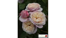Rosa 'Herkules'®