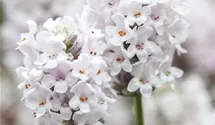 Lavendel
