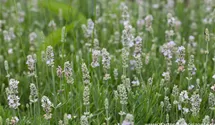 Lavendel