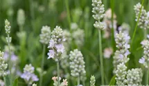 Lavendel