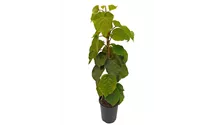 Actinidia chinensis 'Hayward'