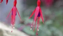 Fuchsia x cultorum 'Vitalo'
