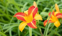 Hemerocallis x cult.'Frans Hals'