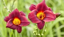 Hemerocallis x cult.'Olive Baily Langdon'